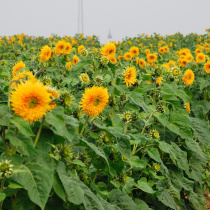 Premium Sunflowers 2009