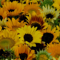 Premium-Sunflowers-2015