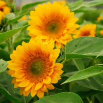Premium-Sunflowers-2011