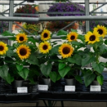 Premium-Sunflowers-2012