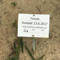 Premium-Sunflowers-2017