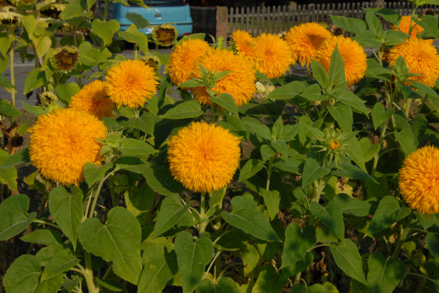 DoubleSunking-G18_0908_01