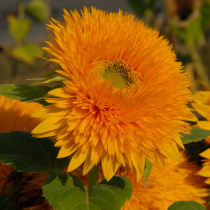 DoubleSunking-G18_0909_01