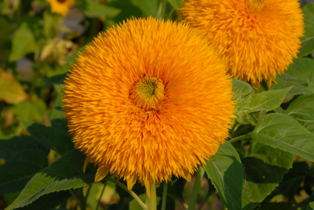 DoubleSunking-G18_0924_01
