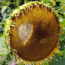 Premium-Sunflowers-2018