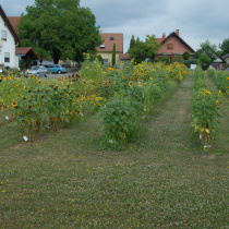 Sortenfeld-G18_0651_01