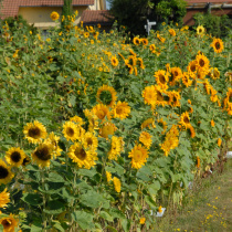 Sortenfeld-G18_0844_01
