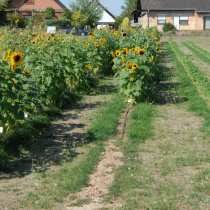 Sortenfeld-G18_1225_01