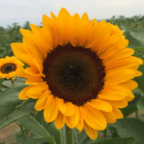 Premium-Sunflowers-2014