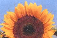 SUNRICH ORANGE